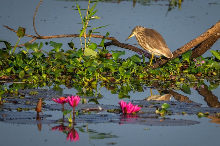 104 Kumarakom.jpg